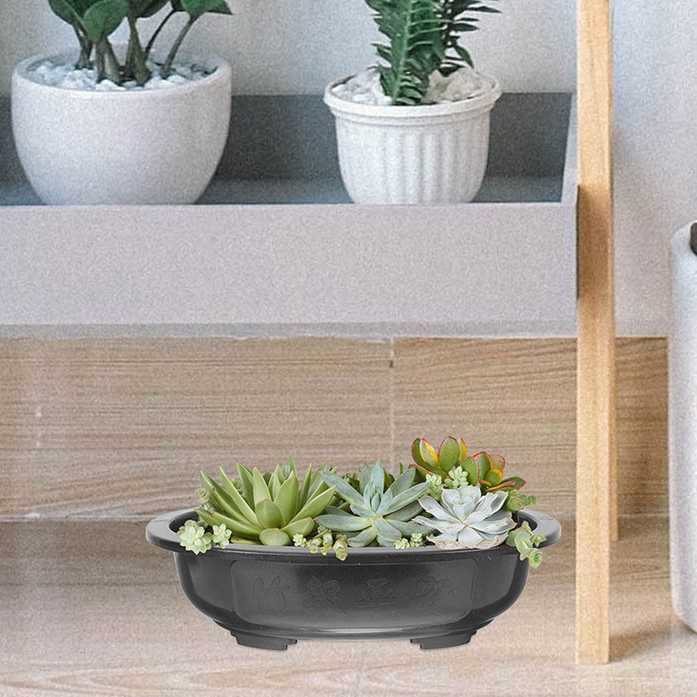 3Pcs Extra Large Oval Bonsai P - Bonsai Garden Nursery ulasan dan harga