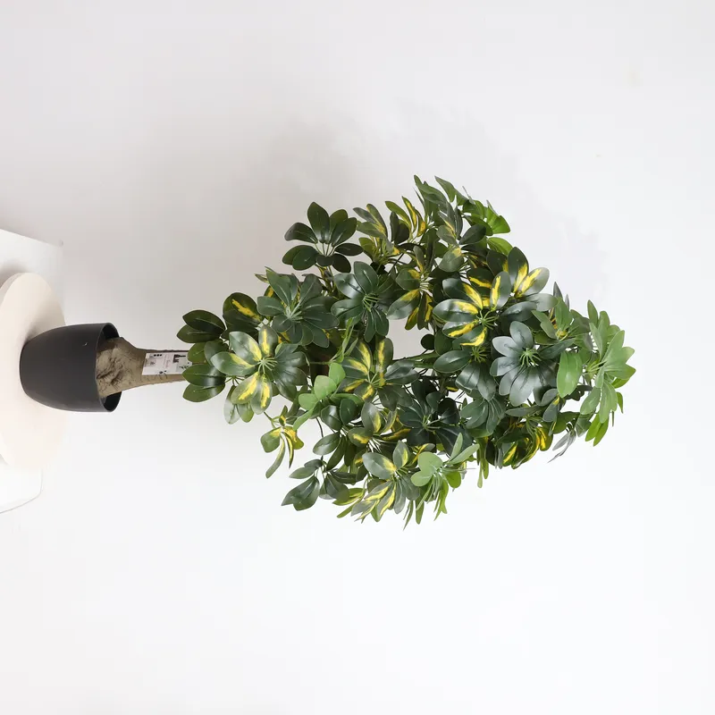 Wholesale Factory Direct Price - Bonsai Garden Price ulasan dan harga