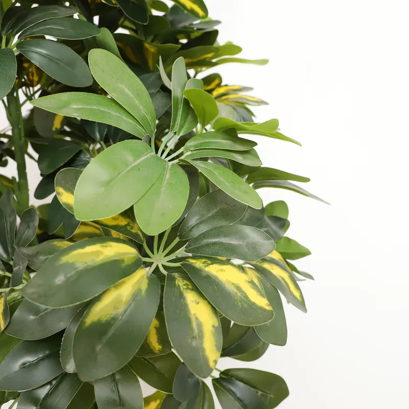 Wholesale Factory Direct Price - Bonsai Garden Price ulasan dan harga