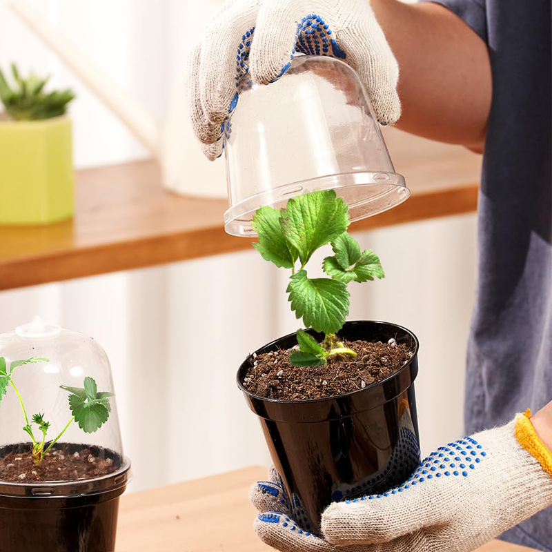 Nursery Pots Flowerpot Gardeni - Bonsai Garden Nursery ulasan dan harga