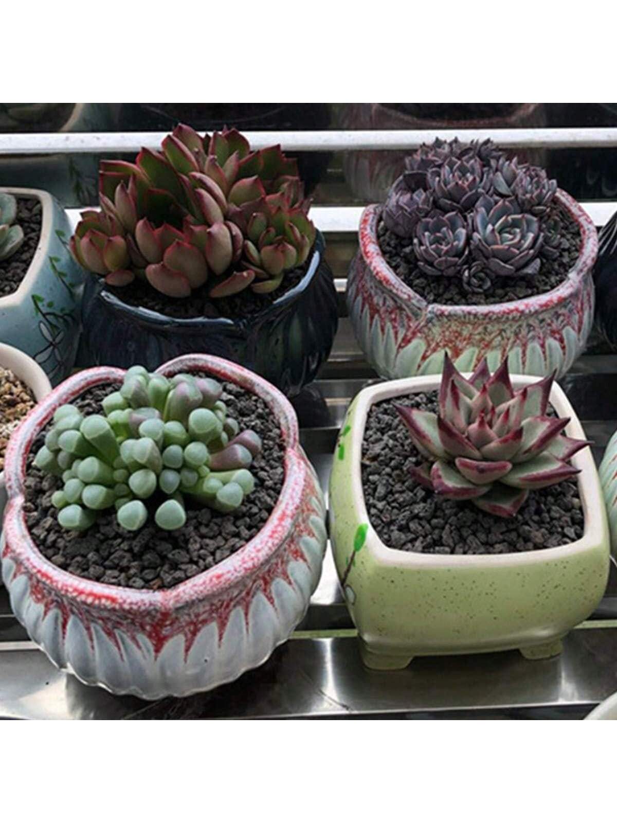 Black Horticultural Lava Rock  - Sphagnum Moss Bag ulasan dan harga