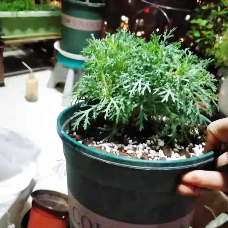1L/2L Perlite Pellet Configure - Bonsai Garden Nursery ulasan dan harga