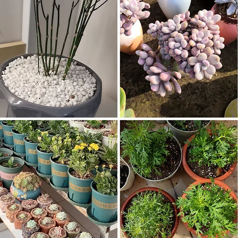 1L/2L Perlite Pellet Configure - Bonsai Garden Nursery ulasan dan harga