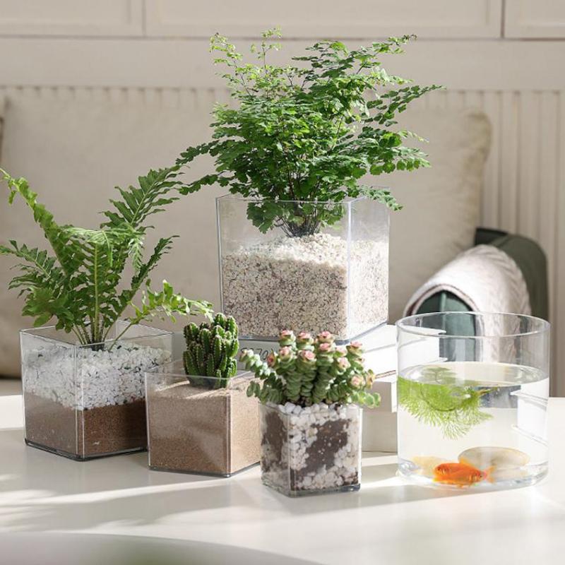 Square/Round Transparent Acryl - Bonsai Garden Nursery ulasan dan harga