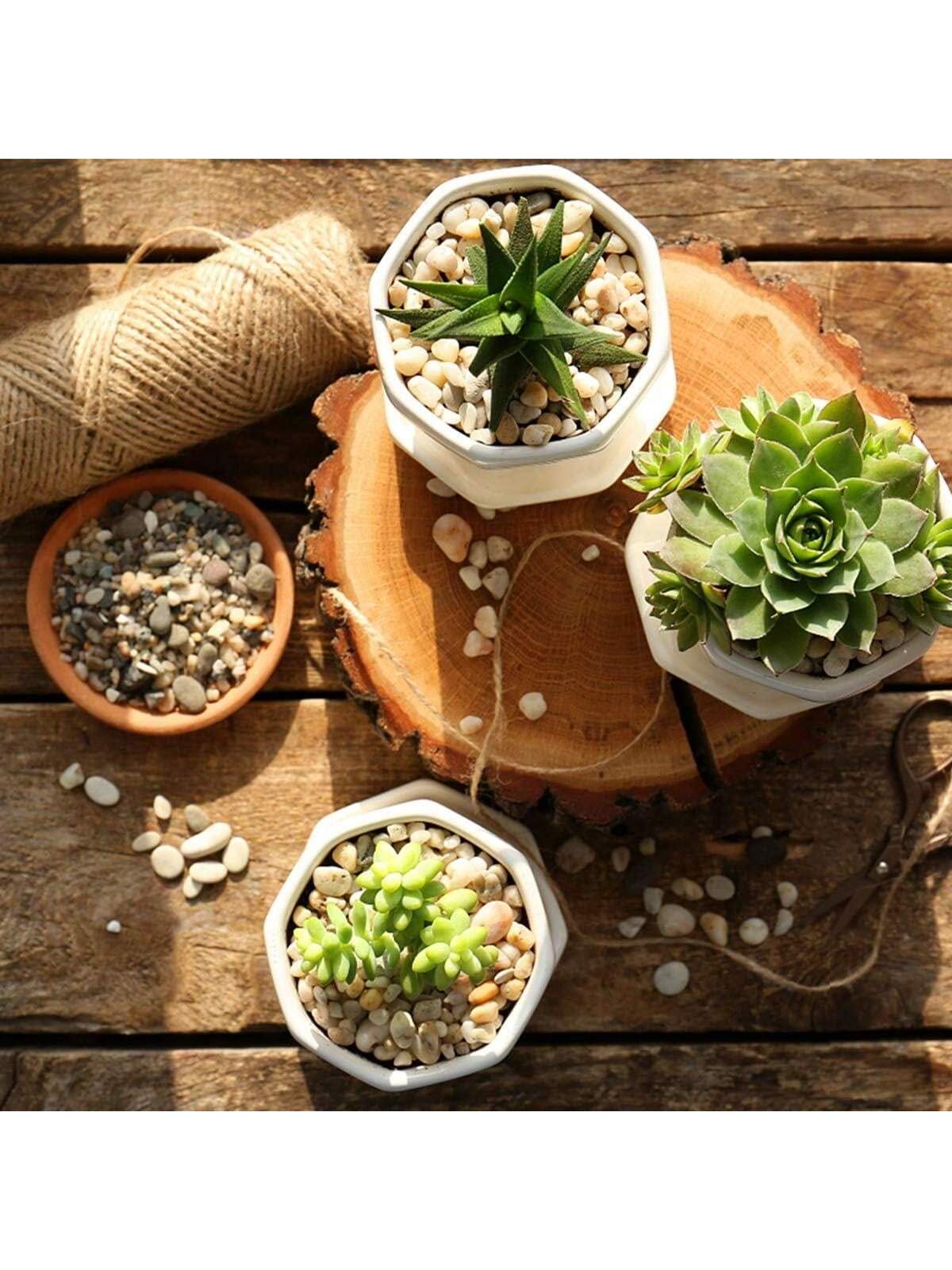 River Rocks Stones Natural Dec - Sphagnum Moss Bag ulasan dan harga