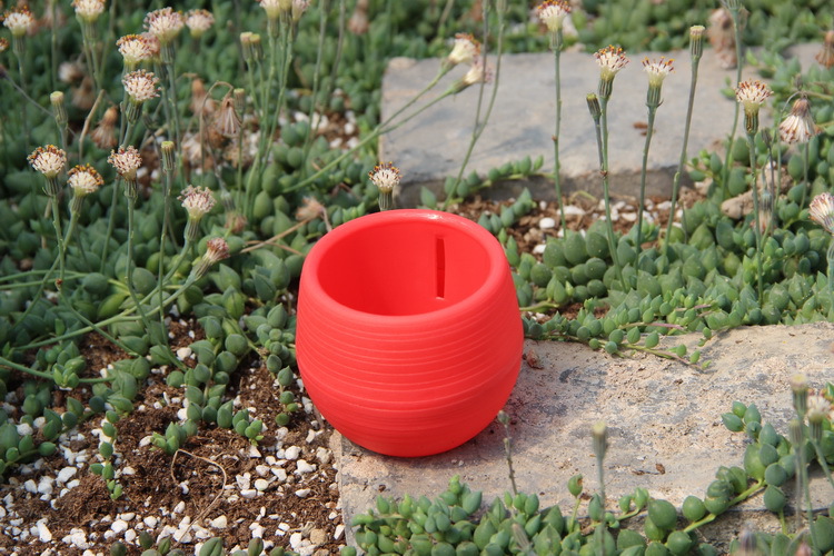 Gardening Mini Plastic Flower  - Bonsai Garden Nursery ulasan dan harga