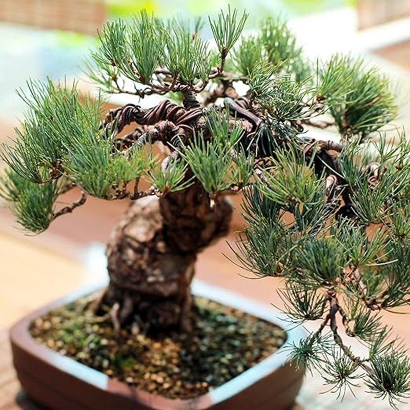 1mm Black Aluminum Bonsai Wire - Bonsai Wire Aluminum ulasan dan harga