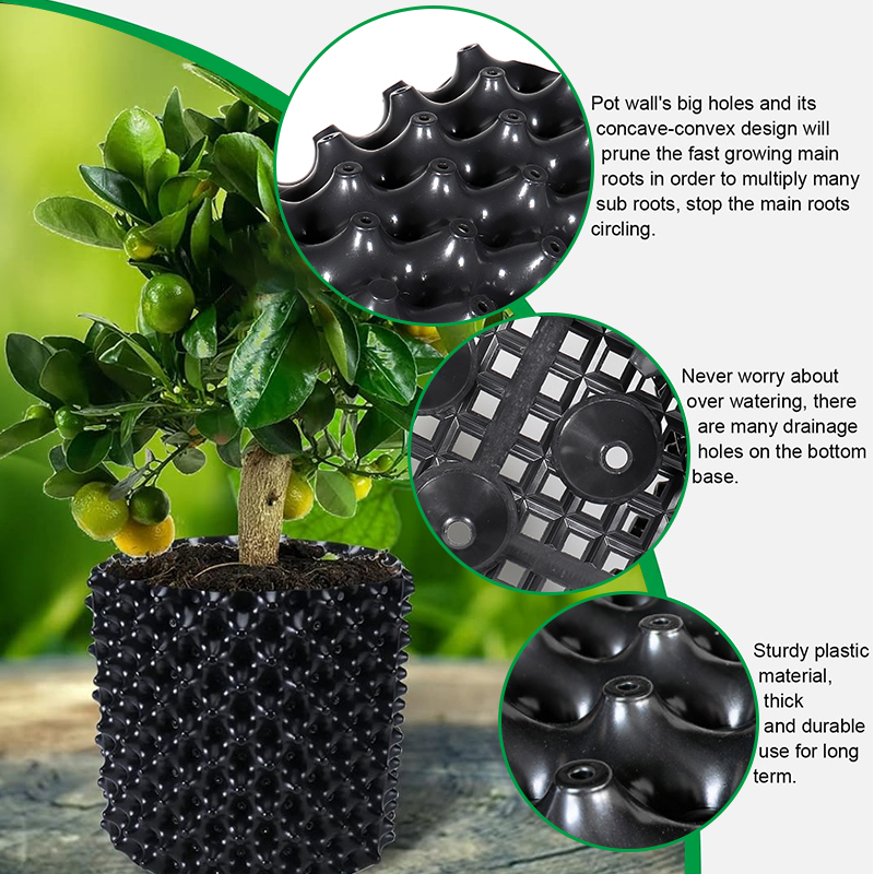 Pruning Nursery  Trainer Fast  - Bonsai Garden Nursery ulasan dan harga