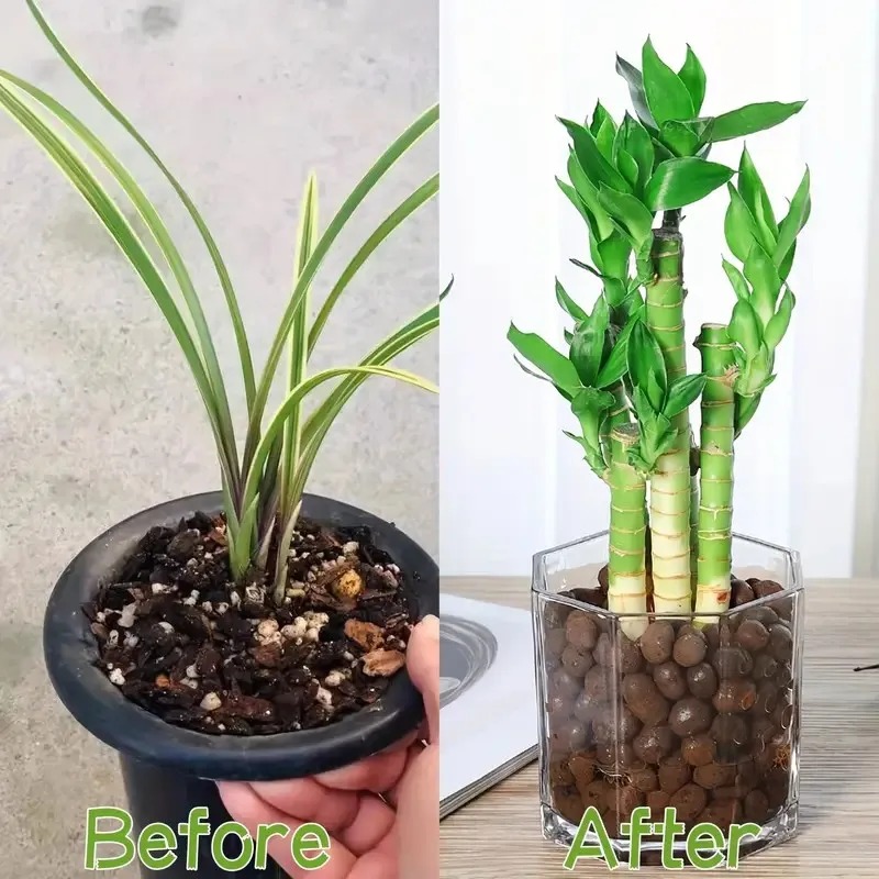 1pc Garden Hydroponic Expanded - Sphagnum Moss Bag ulasan dan harga